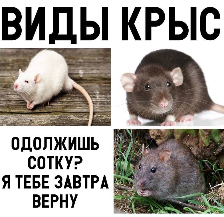 Картинки с крысами с надписями. Мемы с крысами. Крыса Мем. Шутки про крыс. Крысиные шутки.
