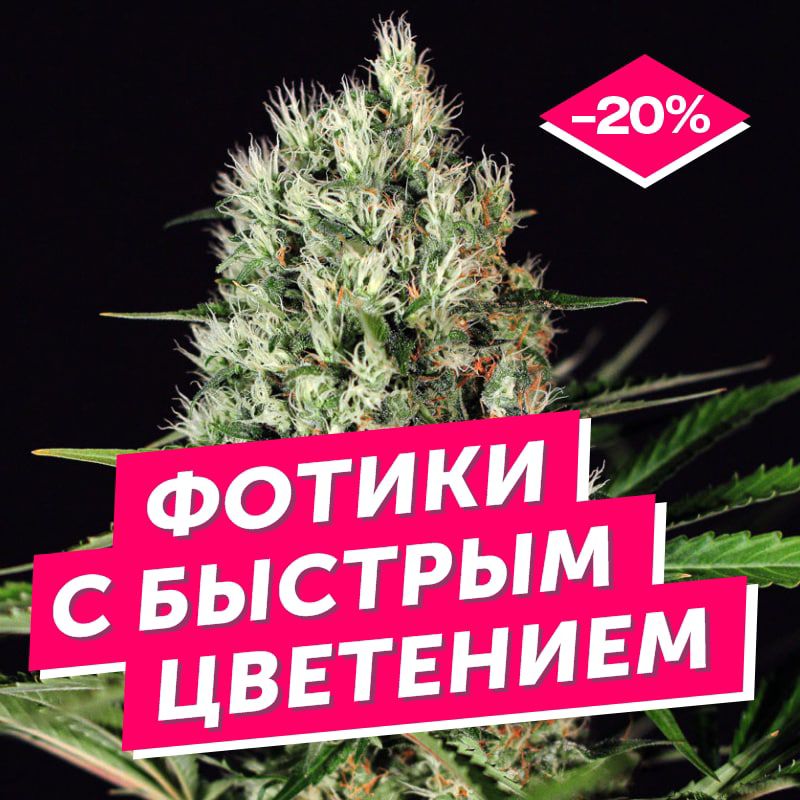 Растараша Магазин Семян