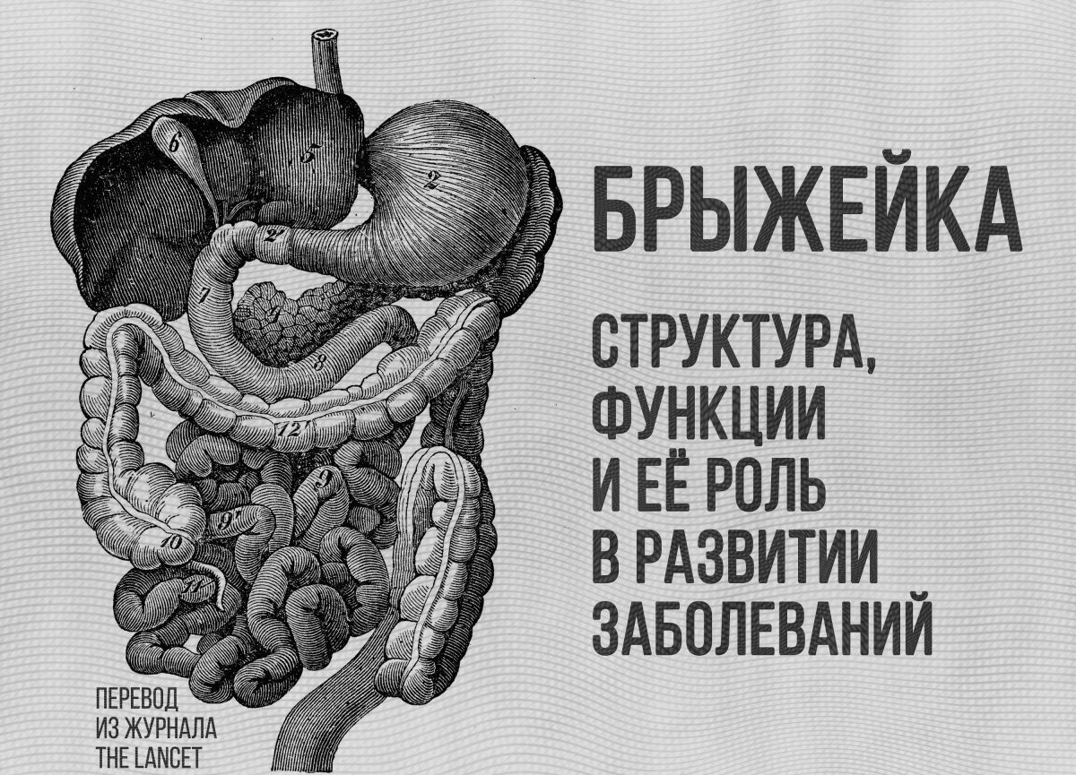 Сальник и брыжейка отличия