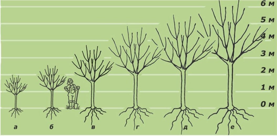 Схемы фруктовых деревьев. Размеры плодовых деревьев. Диаметр плодовых дерева плодового. Классификация подвоев яблони по диаметру. Мм 106 rootstock.