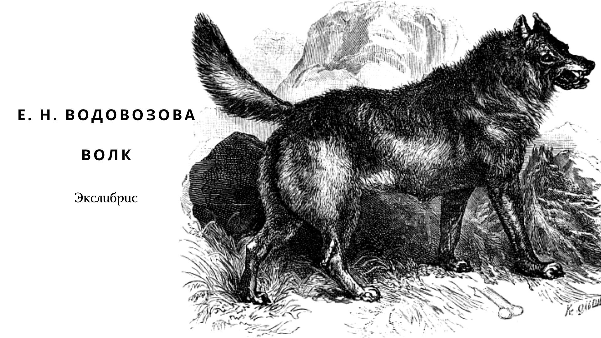 Дворовые собаки. Иллюстрации книги Волков. Волк pdf. Дворовый пес рисунок. Истинная для волка читать полностью