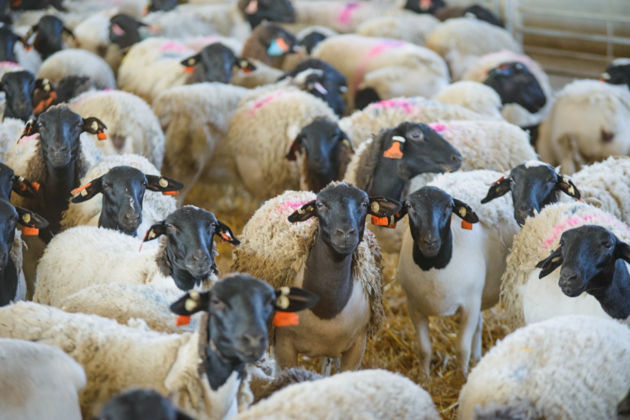 «Мираторг» открыл первую из двух овцеводческих ферм в Тульской области