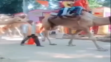 Hay que tener cuidado de ir detrás de un camello