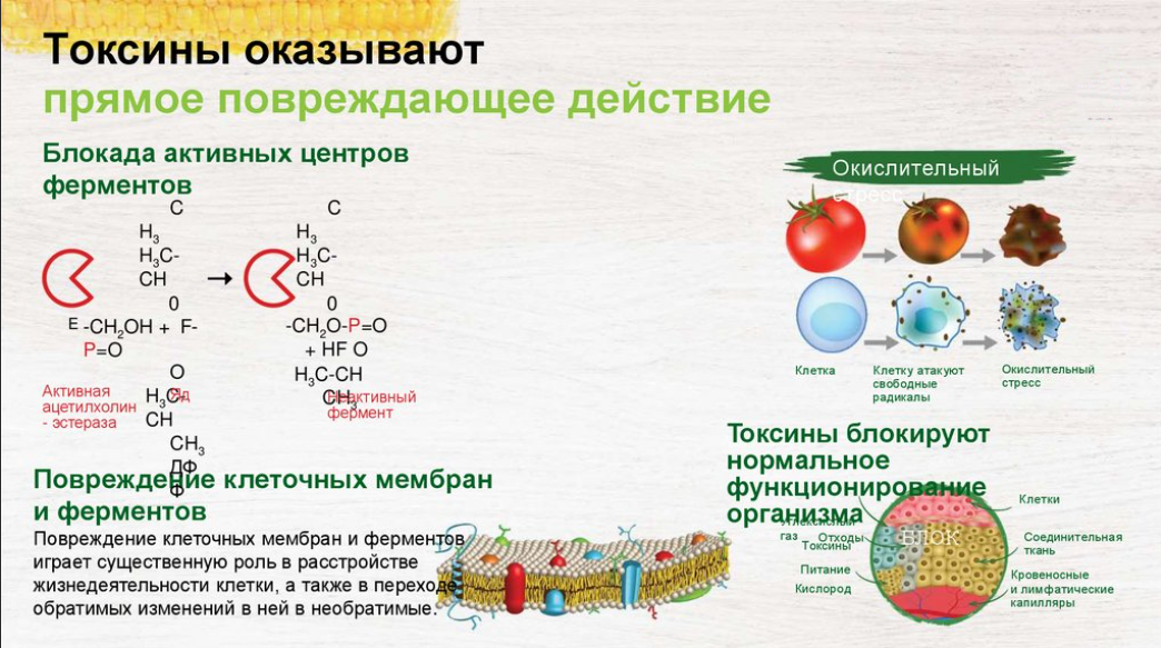 Токсины это. Токсины повреждающие клеточные мембраны. Ферменты-токсины:. Источники токсинов в организме. Образование токсинов.