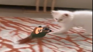 Un lindo gatito molesta a un loro con guitarra