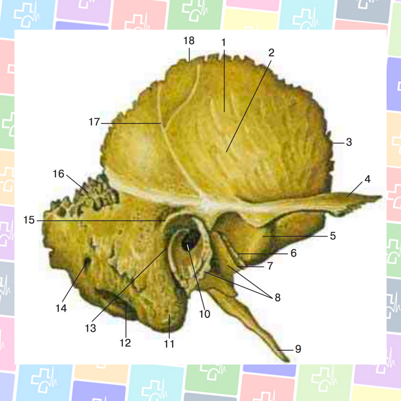Изменения височной кости. Кости черепа височная кость анатомия. Височная кость (os temporale). Каменисто барабанная щель на черепе. Шиловидный отросток височной кости.