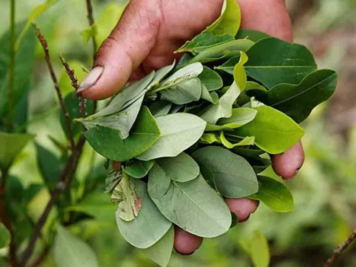 La hoja de coca no es una droga Telegraph