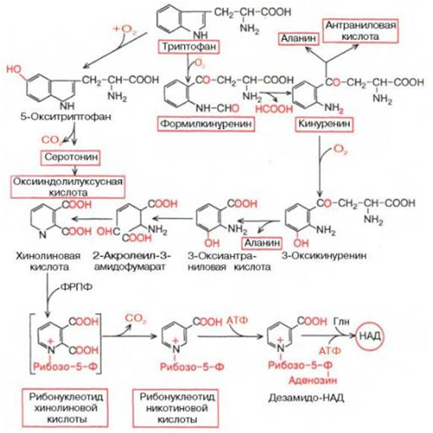Триптофан в организме. Схема метаболизма триптофана. Метаболические превращения триптофана. Кинурениновый путь триптофана биохимия. Схема обмена триптофана биохимия.