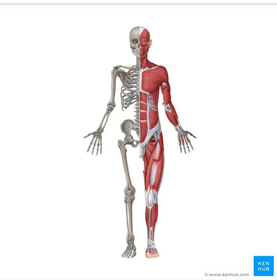 Костно мышечная система. Скелет человека с мышцами. Мышечный скелет мальчика. Скелет с мышцами пластик.