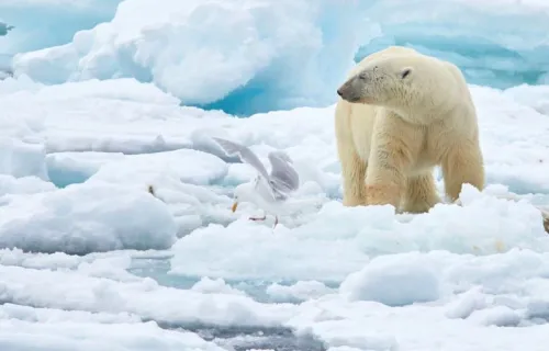 Οι Τρομοκράτες του Κλίματος: Η Μεγάλη Απάτη με τους Πάγους της Αρκτικής