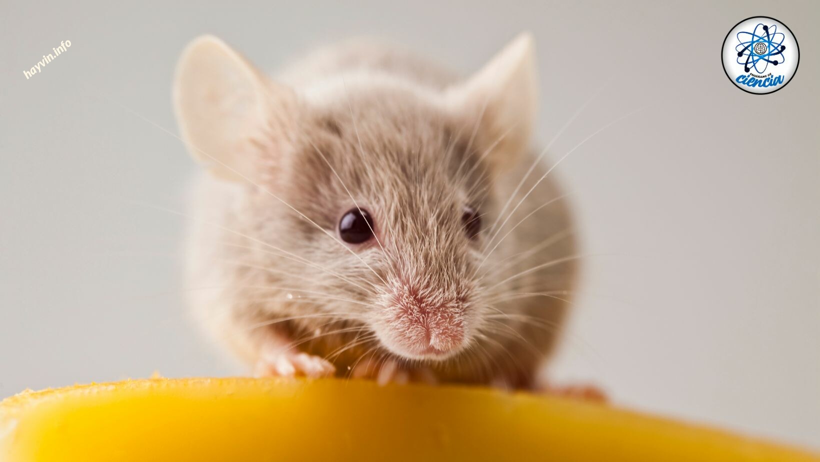 Így tudod gyorsan elriasztani az egereket a házadtól méreg vagy csapdák használata nélkül