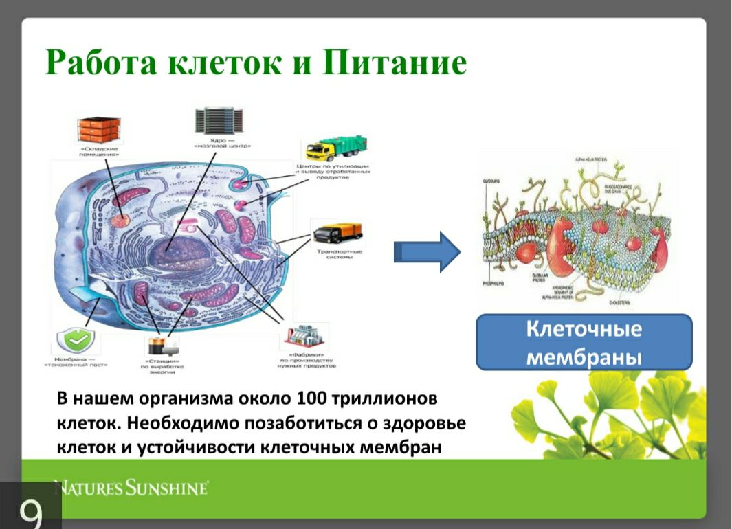 Работа клеток организма. Питание клетки. Процесс питания клетки. Концепция клеточного питания. Что нужно клетке для питания.