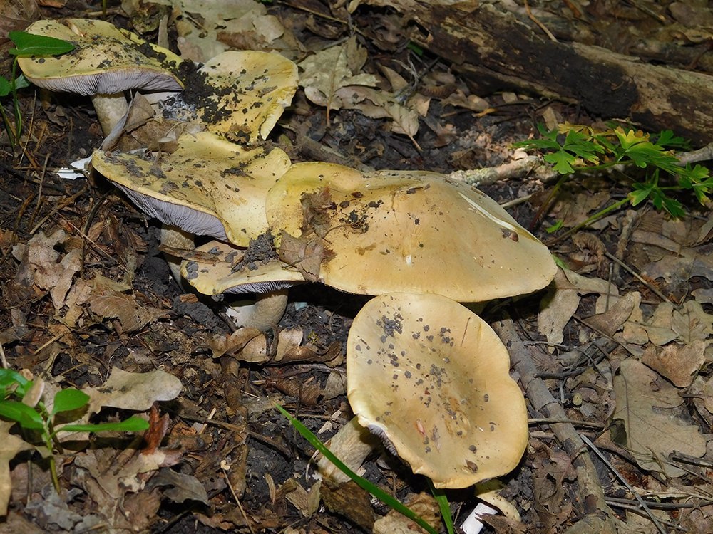 Съедобные грибы в новороссийске фото