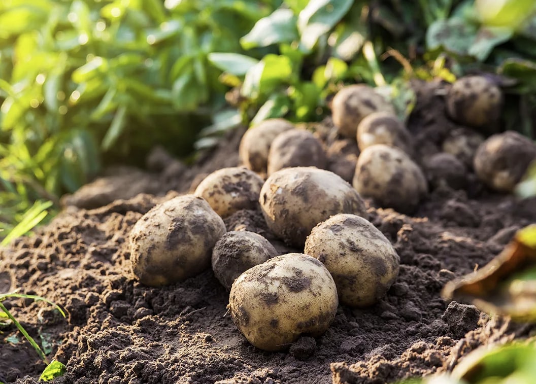 Россия увеличит посевные площади открытого грунта под овощами и картофелем