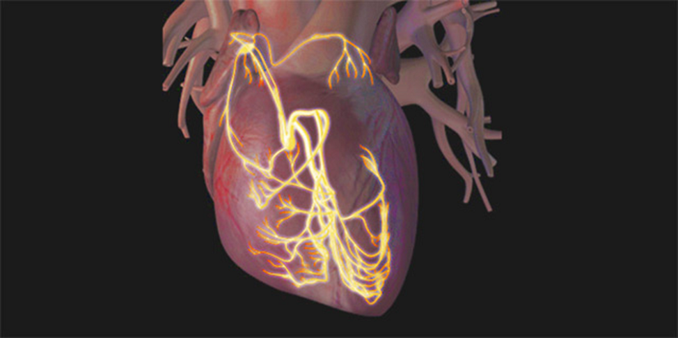 Синдром и феномен укороченного интервала PQ – Telegraph