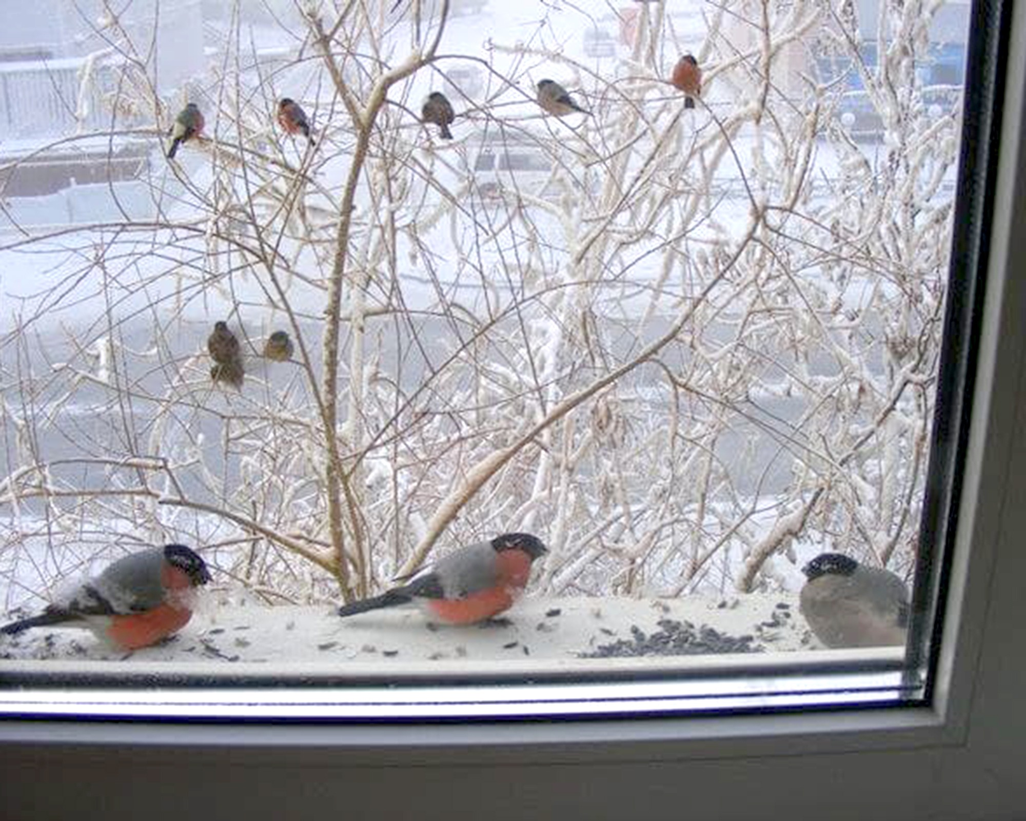 Синица на подоконнике. Птица на подоконнике. Птички за окном зимой. Птицы зимой за окном. Птицы на подоконнике зимой.