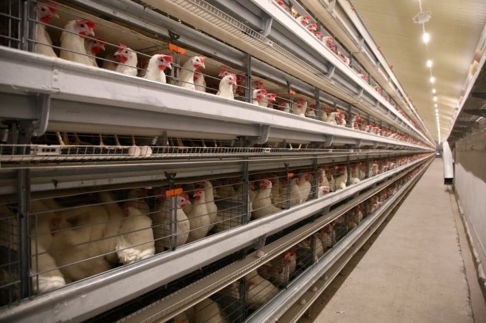 Птицефабрика «Островная» намерена в три раза увеличить производство мяса бройлеров