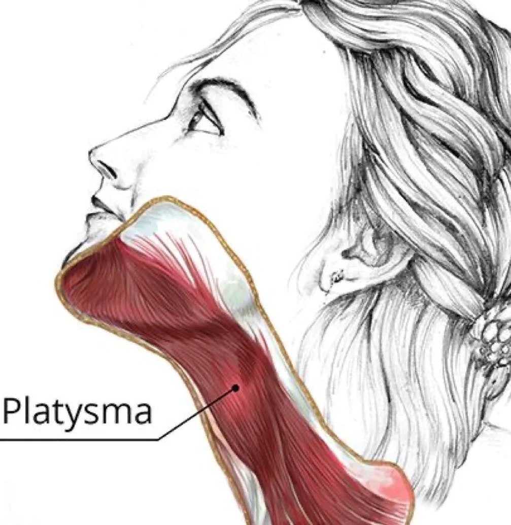 Платизма анатомия мышца