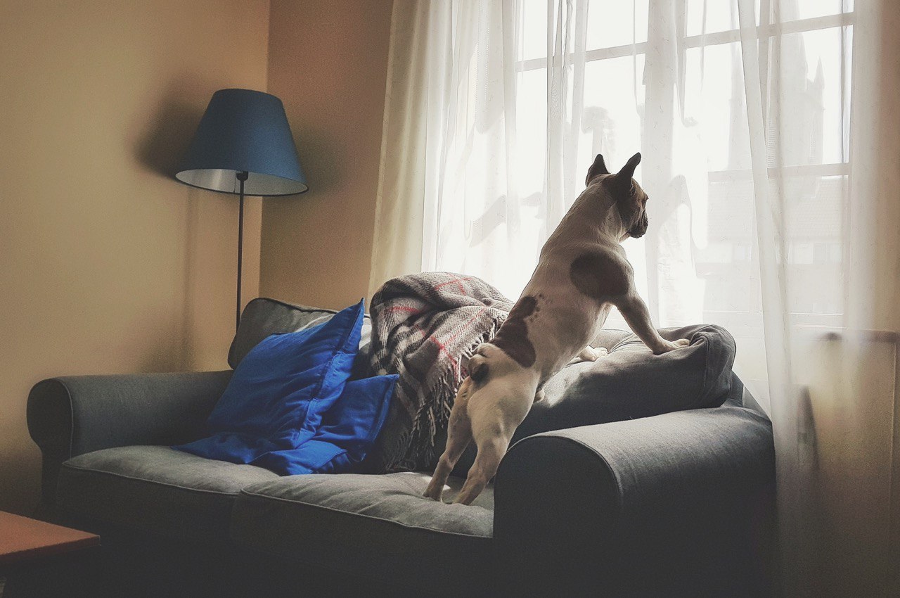 Обратите внимание на следующие моменты при выборе профессионального собачьего дома пристроя: