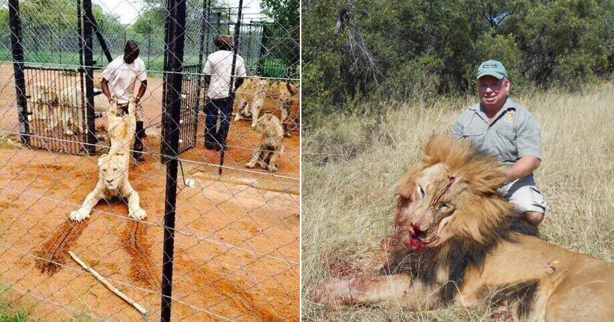 Crían leones en granjas para que cazadores puedan matarlos — Pagaron por  asesinar a miles – Telegraph