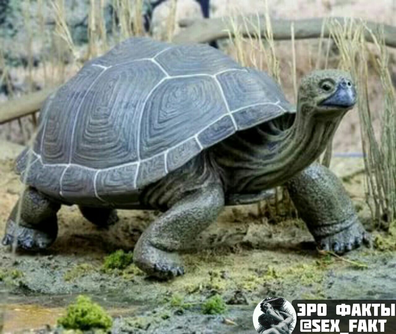 Черепахи москва сухопутная. Среднеазиатская сухопутная черепаха. Сухопутная черепаха большая Черепашонок. Наземные черепахи. Необычные черепахи.