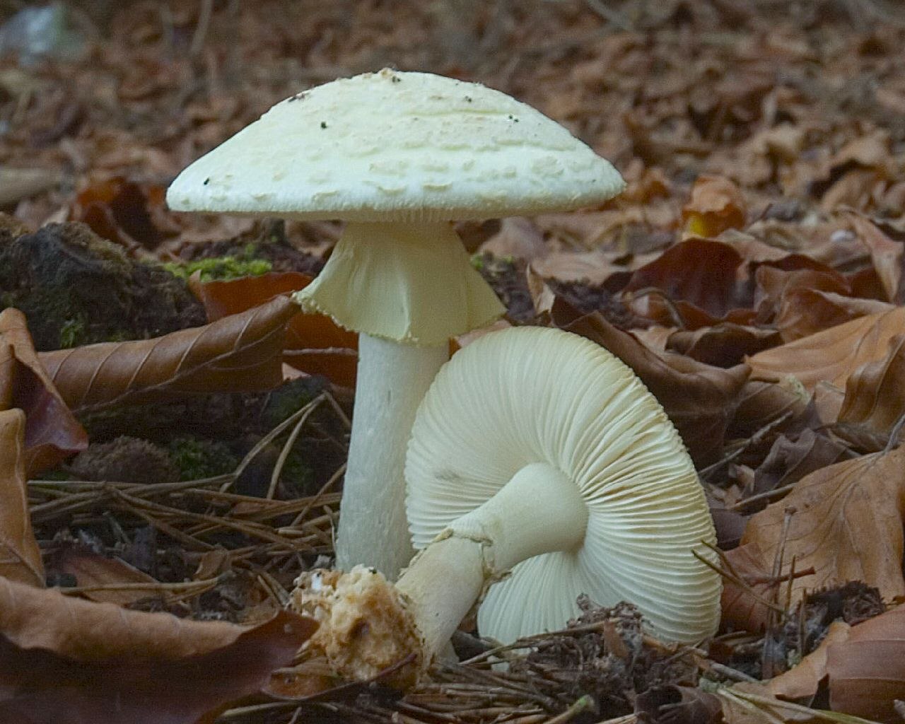 Бледная поганка пластинчатая. Бледная поганка. Бледная поганка ядовитые грибы. Аmanita phalloides – бледная поганка. Бледная погоганка гриб.
