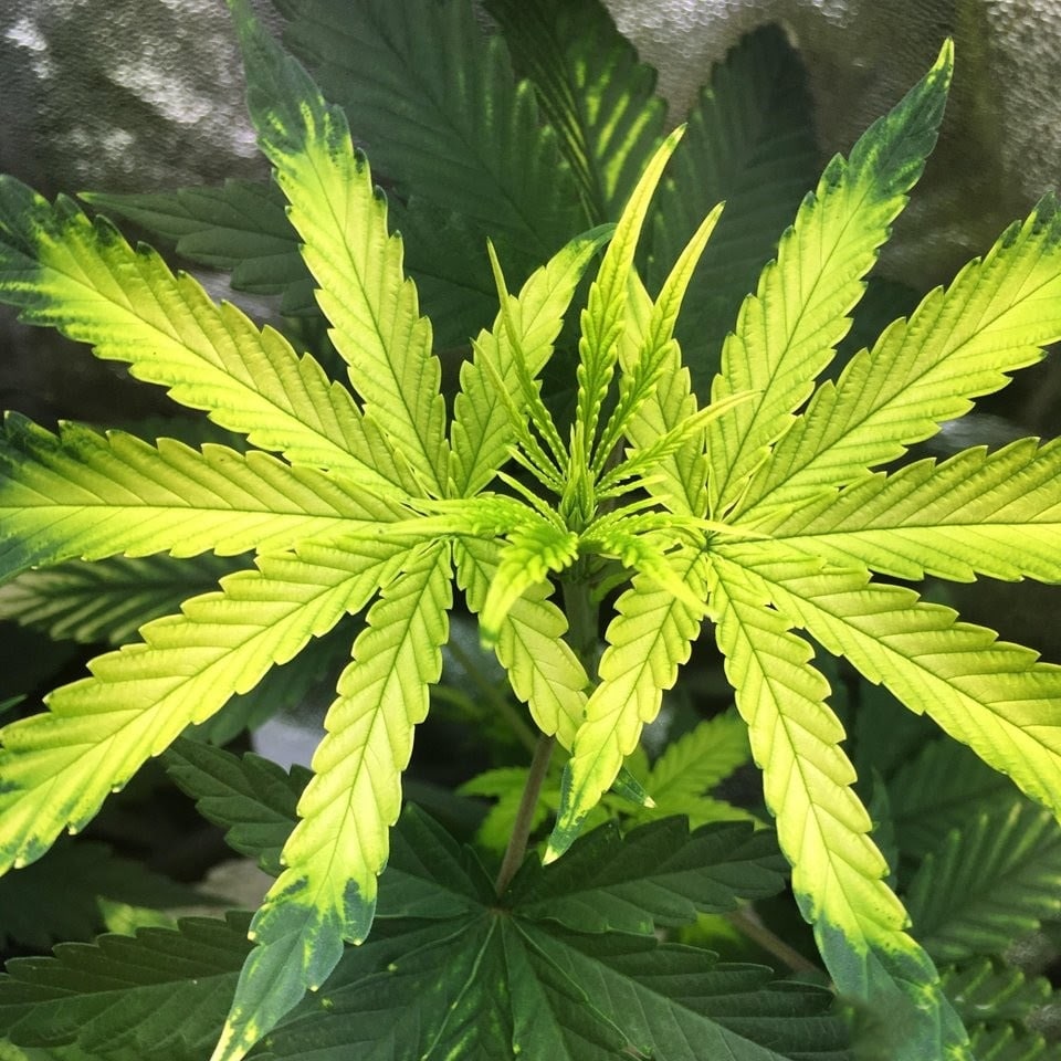 Почему желтеют листья марихуаны наркотик траш