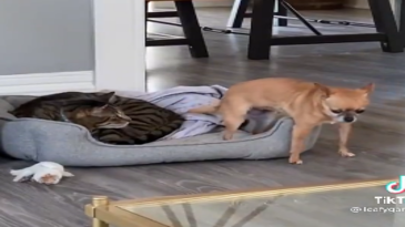 Chiguagua intentando meterse en la cama con el gato