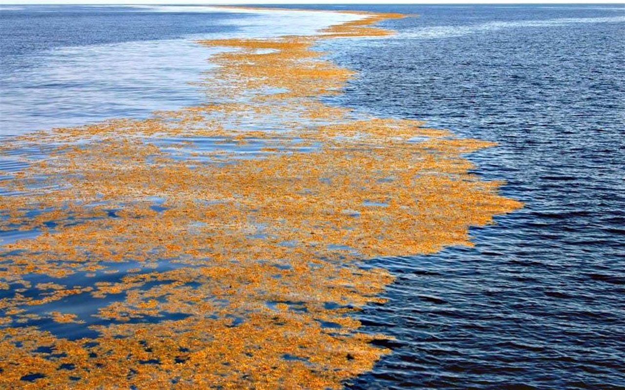 Море не имеющие побережье. Саргассово море в Атлантическом океане. Саргассово море водоросли. Саргассы водоросли в море. Саргассум в Саргассовом море.