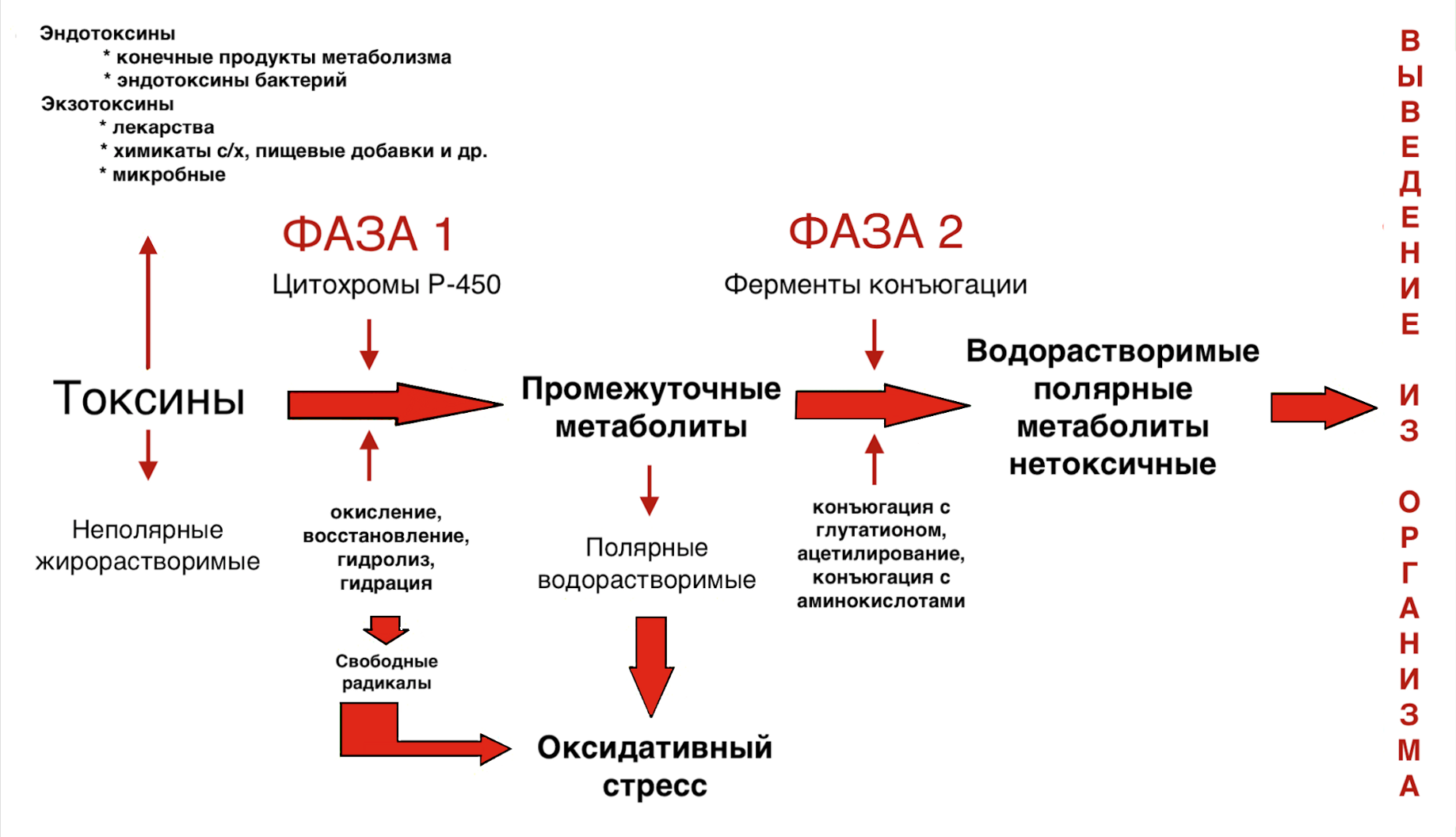 Детоксикация организма. Стадии детоксикации. Фазы детоксикации. 2 Фаза детоксикации. Цитохромы детоксикации.