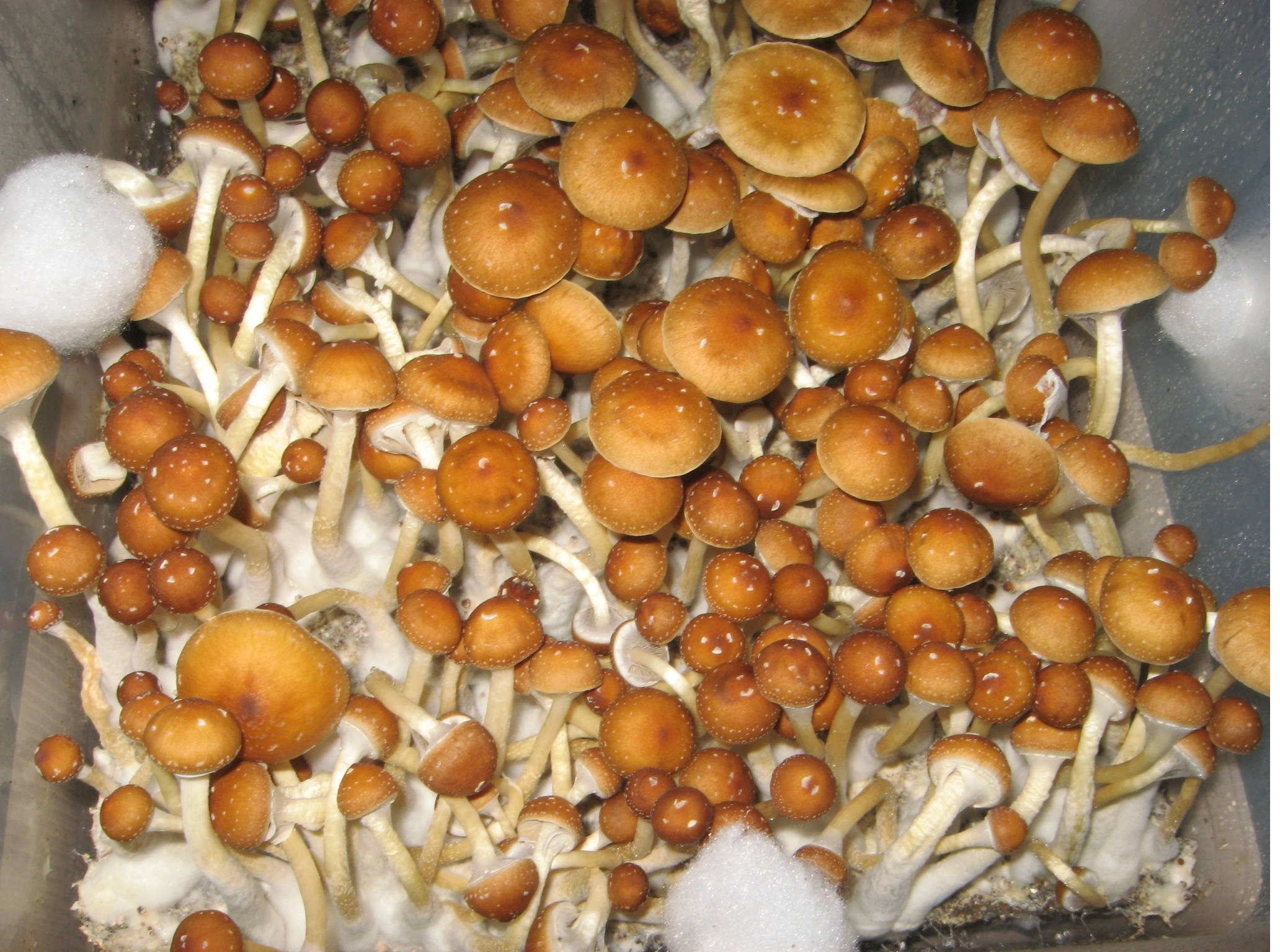 Споры грибов семена