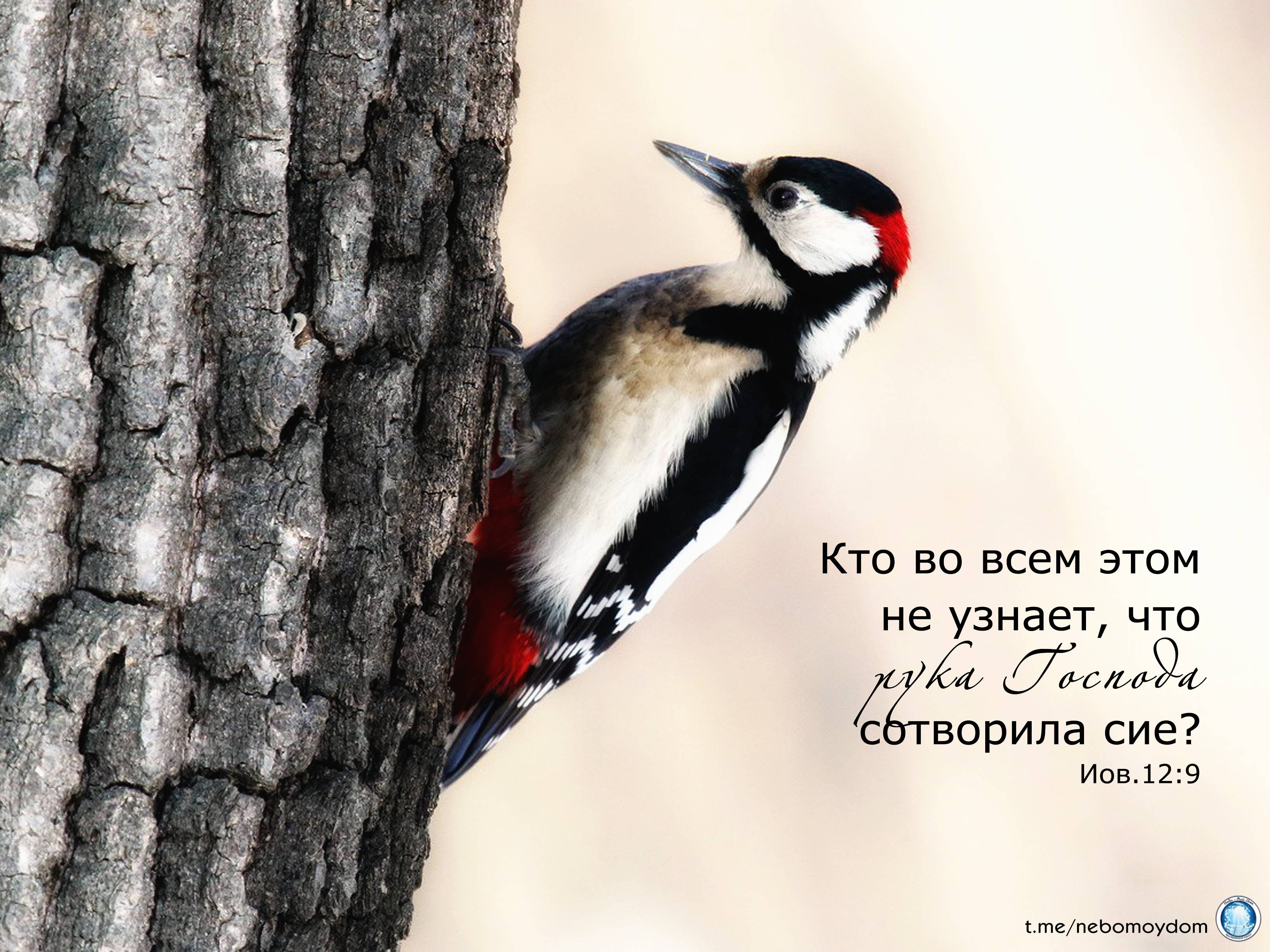 Птицы Ленинградской области дятел