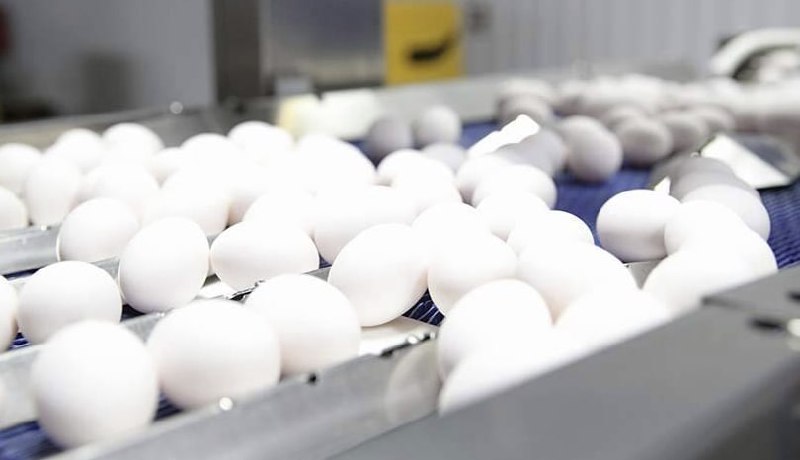 Россельхознадзор отрицает перебои в импорте инкубационных яиц