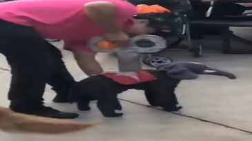 Un pequeño elefante de cuerda