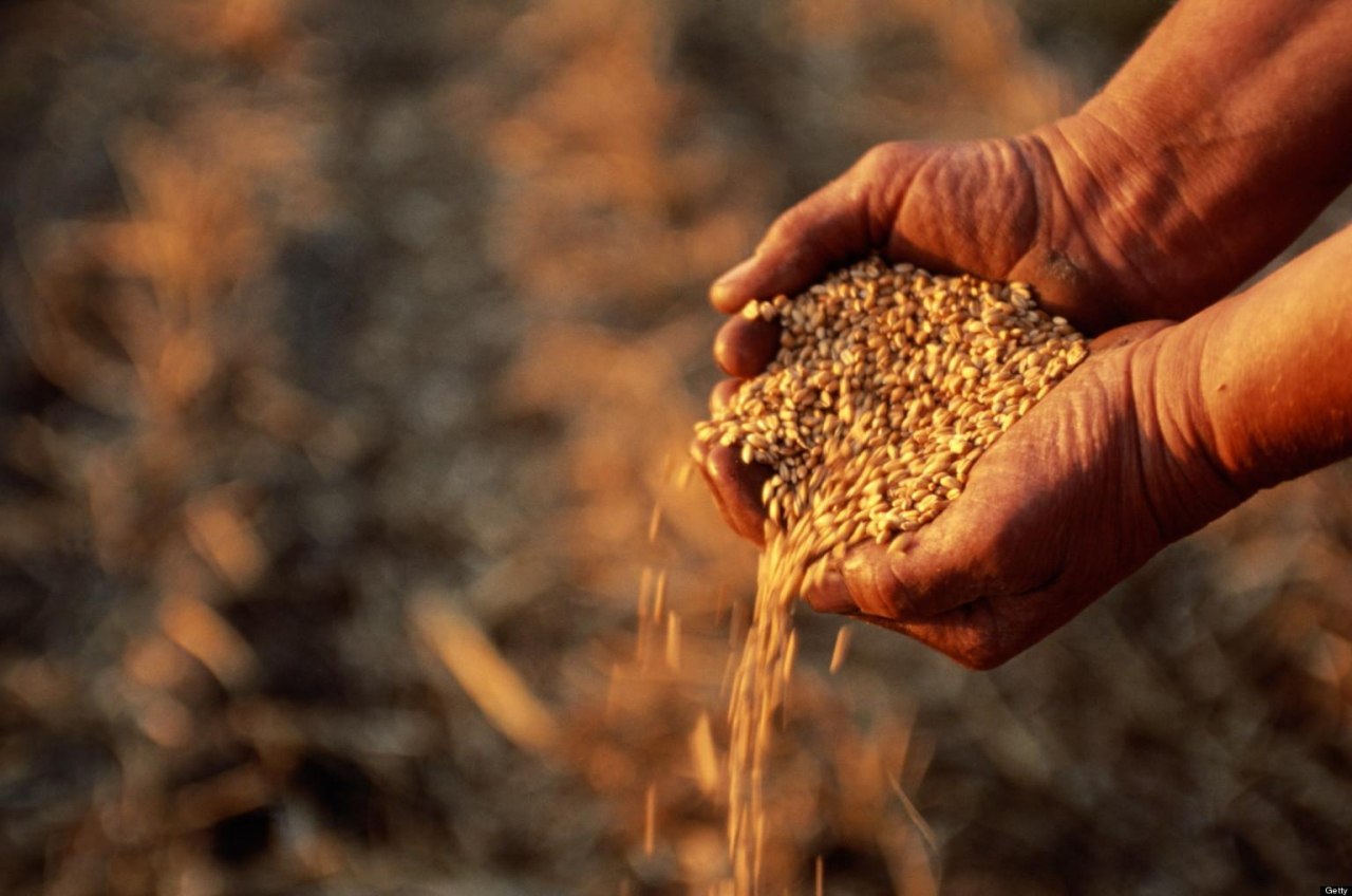 Минсельхоз РФ предлагает ограничить экспорт российского зерна во второй половине сезона 20 млн тонн
