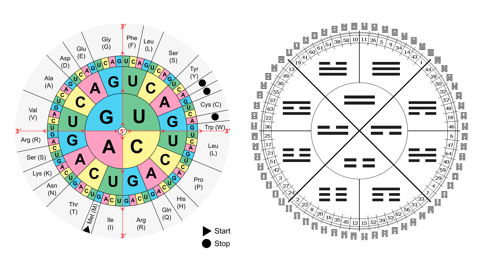 Круговая таблица. Гексаграмма Ицзин круг. 64 Гексаграммы Гуа. Кодоны ДНК И Ицзин. Колесо гексаграмм и Цзин.