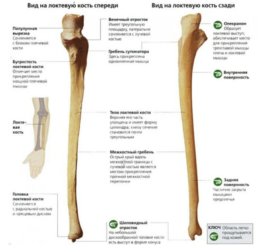 Гребень латынь. Строение проксимального эпифиза локтевой кости. Локтевая кость кость строение. Локтевая кость гребень супинатора.
