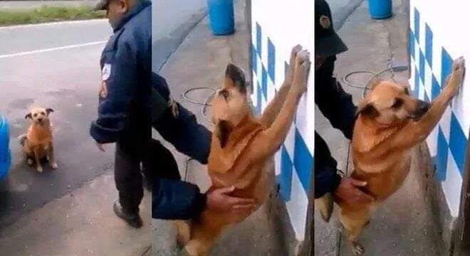 Detenido el perro que atropelló a un peatón