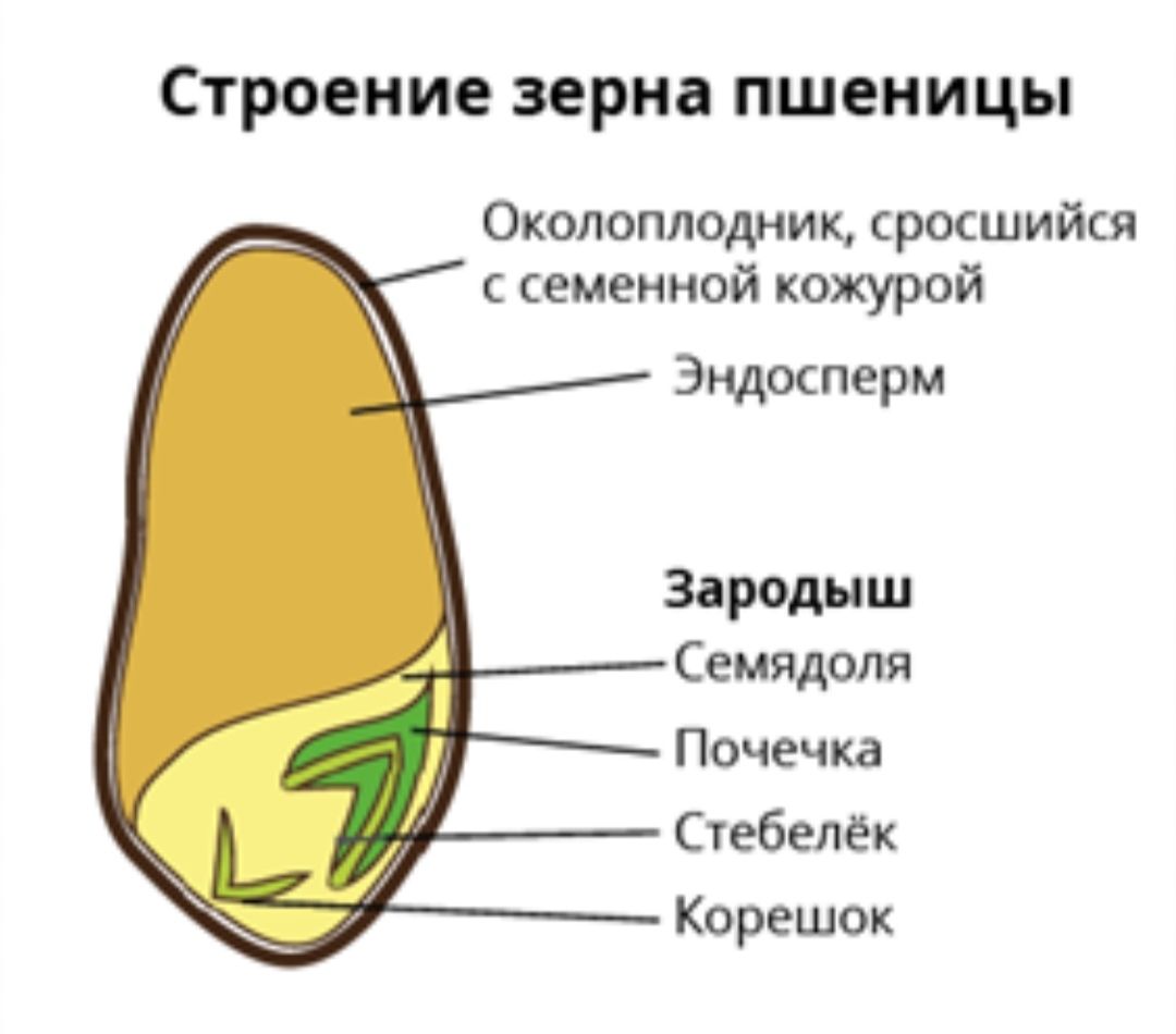 Семядоля фасоли. Строение семян однодольных растений 6 класс. Строение семядоли пшеницы. Схема строения семени пшеницы. Строение семени тыквы.