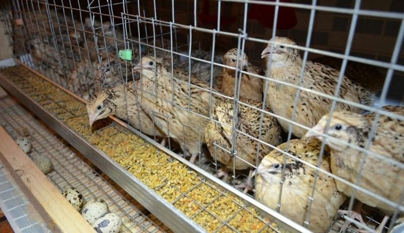 Хабаровскую птицефабрику оштрафовали за антисанитарию