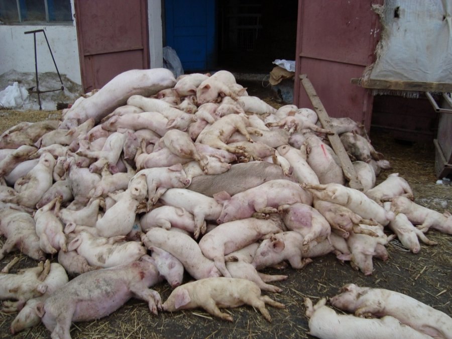 Африканская чума свиней захватила все районы Хабаровска