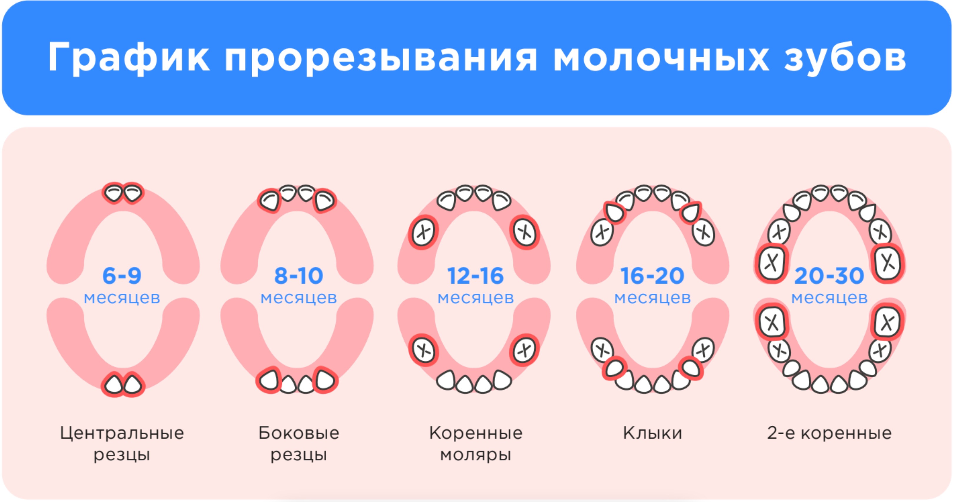 Коренные зубы у ребенка 8 лет. График прорезывания зубов. График молочных зубов. Схема прорезывания молочных зубов. График прорезывания молочных зубов у детей.