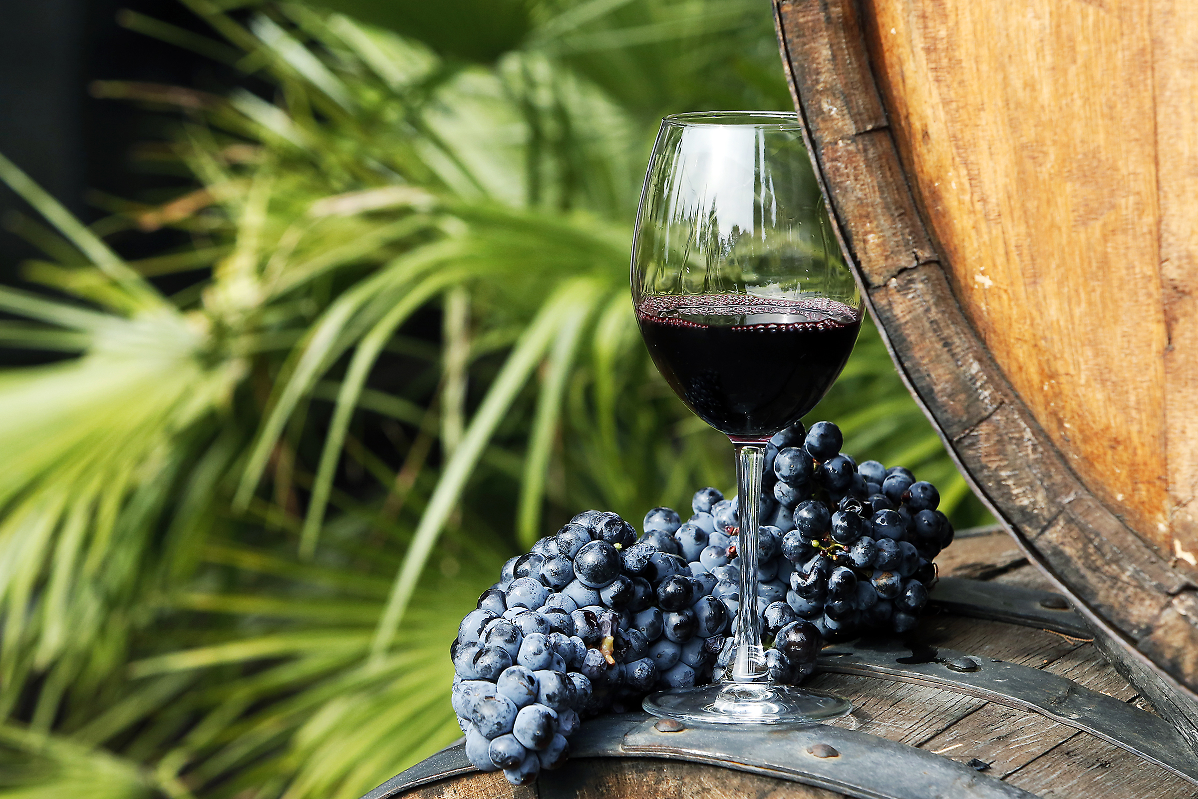 Минсельхоз планирует готовить подзаконные акты к закону о виноградарстве и виноделии