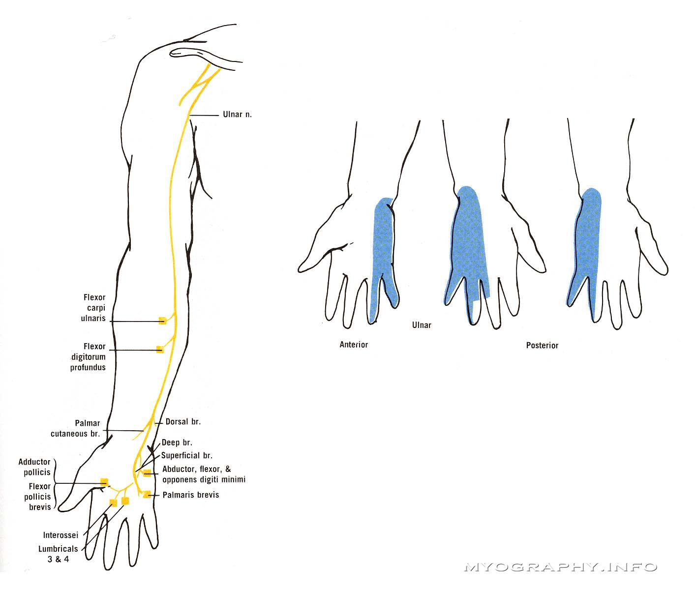 Умру нервы. Локтевой нерв иннервация кисти. Локтевой нерв анатомия схема. Локтевой нерв схема иннервации.