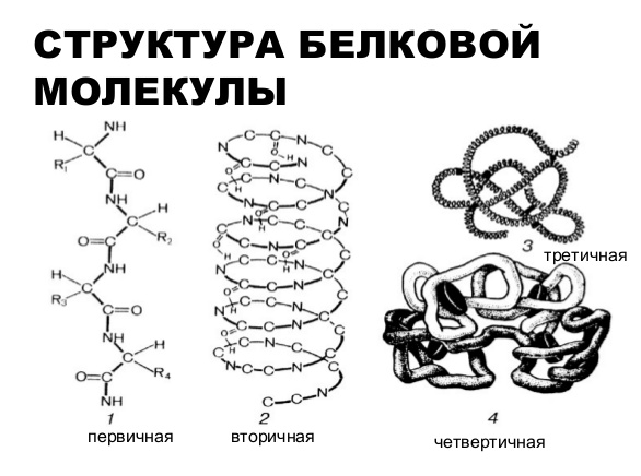 Первичная структура белка мономер. Первичная структура белковых молекул. Первичная структура белка. Первичная структура белка связи. Стабилизирующие первичную структуру белка.