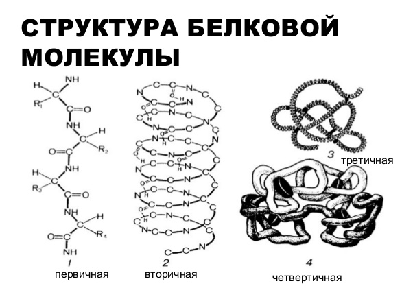 Форма молекулы первичной структуры белка. Стабилизирующие первичную структуру белка. Графическое изображение первичной структуры белка. Первичная вторичная и третичная структура белков таблица. Структура белковой молекулы таблица четвертичная.