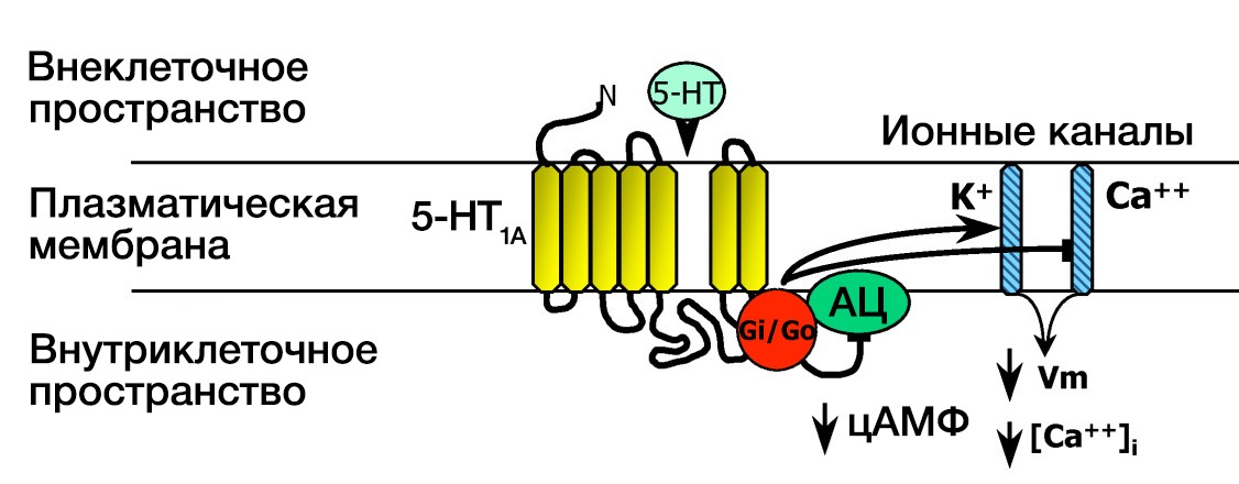 Рецептор 5. 5 Нт3 рецепторы. Серотониновые 5-нт1а-рецепторы. Подтипы серотониновых рецепторов. Серотониновые рецепторы механизм.