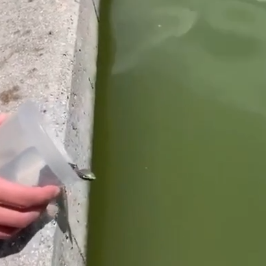 Salvando la vida a dos animales acuáticos