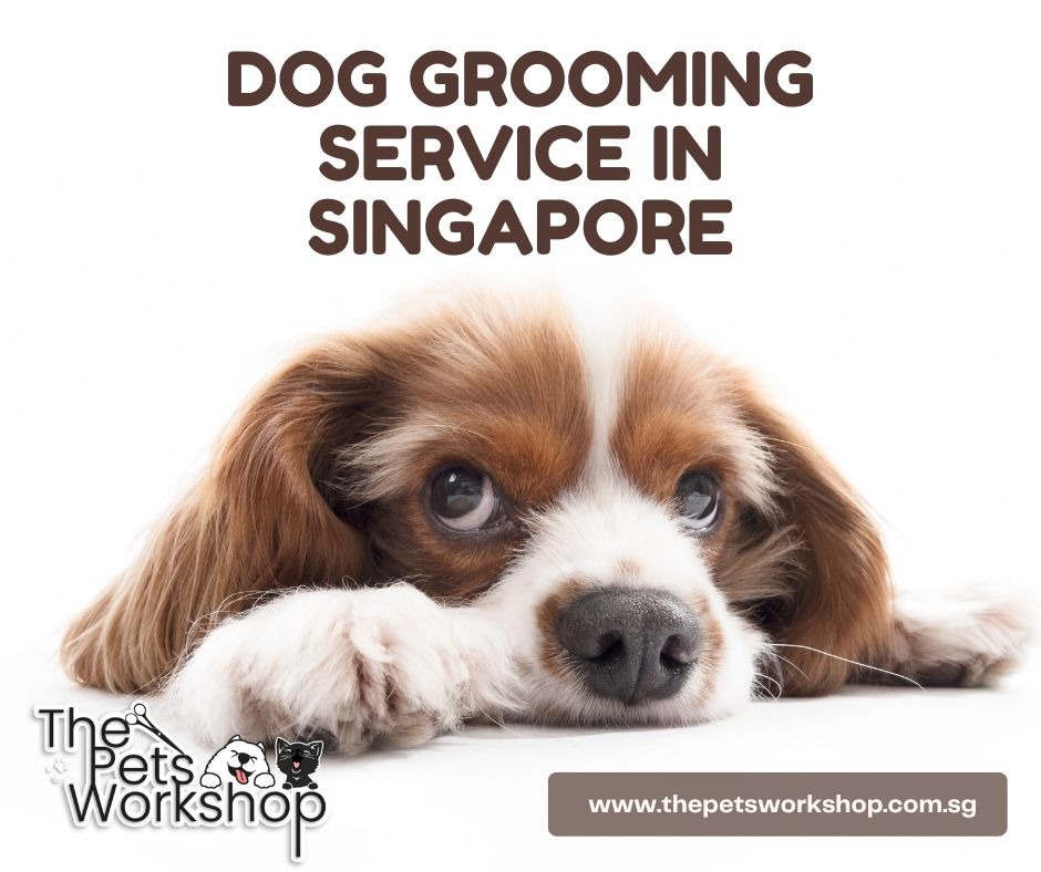 Dog grooming in Singapore The Pets Telegraph