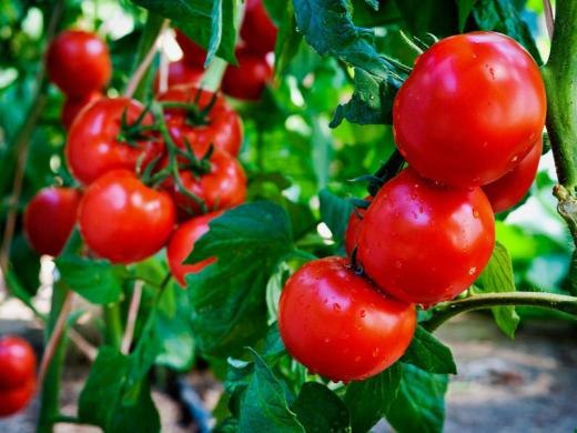 Минсельхоз РФ предложил повысить квоту на ввоз томатов из Турции до 200 тыс. тонн